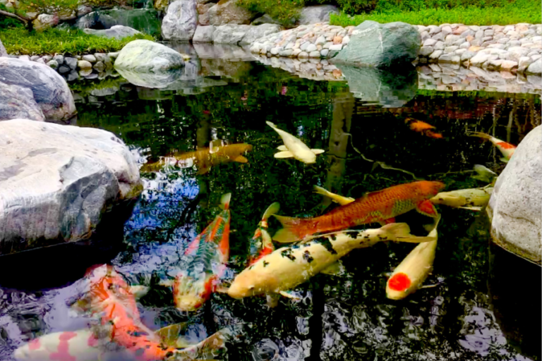 How to Choose the Best Pond Maintenance Near Me: A Comprehensive Guide