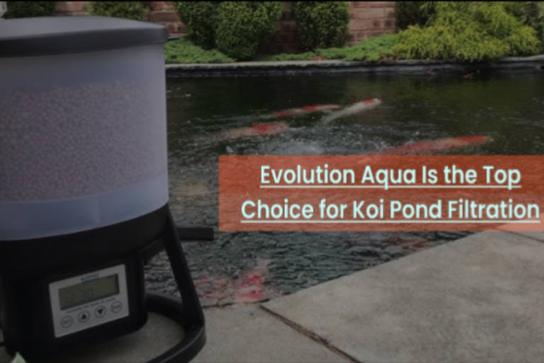 Why Evolution Aqua Is the Top Choice for Koi Pond Filtration